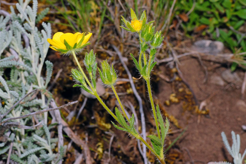 Potentilla recta